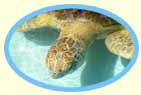 Tortuga Verde
