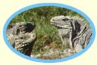 Iguanas